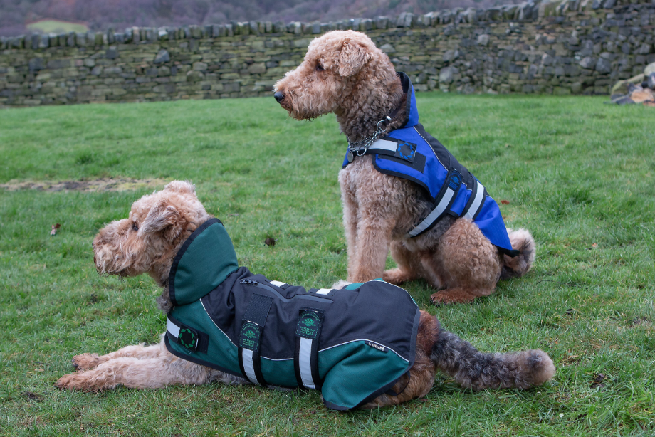 Two dogs wearing Animate coats