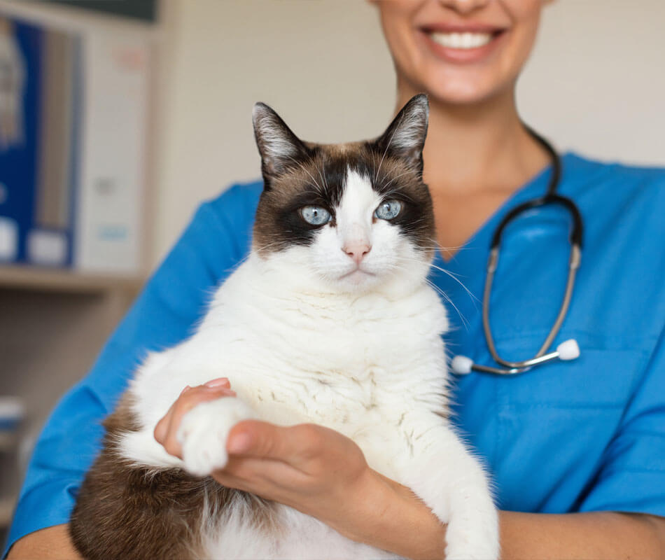 Vet division