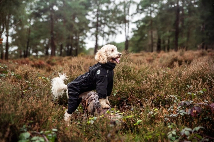 Pets Choice Acquires The Mikki Brand From Interpet